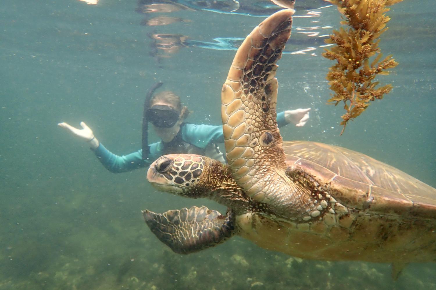 一名<a href='http://fermentation.parkcitiesflowermarket.net'>全球十大赌钱排行app</a>学生在Galápagos群岛游学途中与一只巨龟游泳.